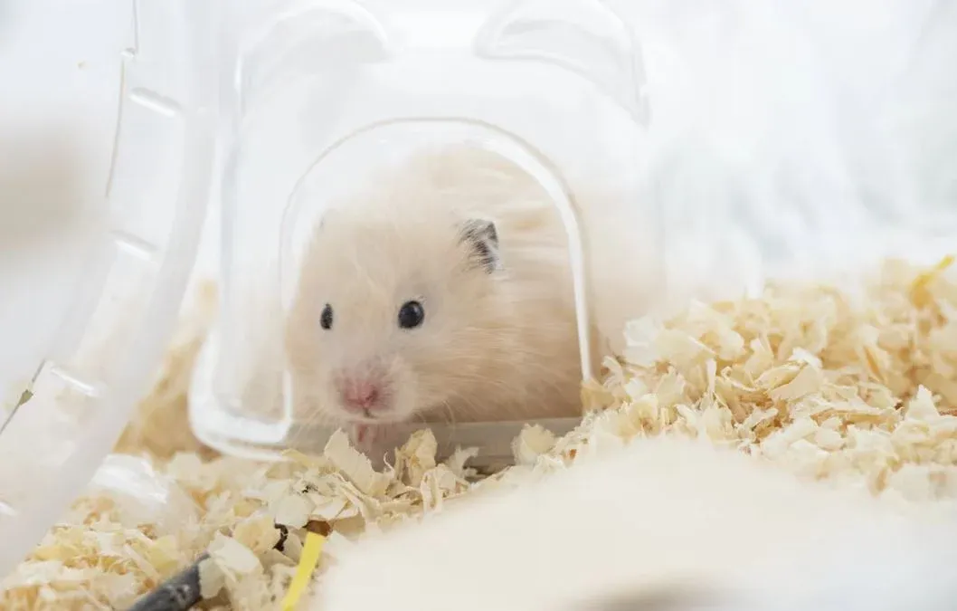 Kodansha lança jogo interativo onde o jogador reencarna como hamster e convive com três irmãs em uma história live-action.